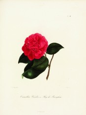 Figured is a bright cherry-red, very double camellia.  Berlèse Iconographie vol.II pl.188/1843.