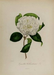 Figured is a double white camellia with scattered stamens.  Berlèse Iconographie vol.1 pl.12, 1841.
