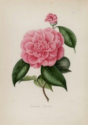Shown is a double pale red camellia with large outer petals and smaller, erect inner. Berlèse Iconographie vol.1 pl.84, 1841.