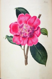 The image shows a deep pink anemone-form flower with some stamens in the centre.  Curtis's Botanical Magazine t.2577, 1825.