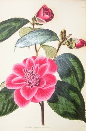 Figured is a crimson camellia, semi-double with small, confused petals in the centre.  Loddiges Botanical Cabinet no.170, 1818.