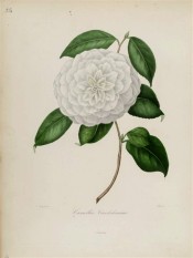 Shown are white, very double flowers, the petals being regularly arranged, resembling a dahlia.  Berlèse v.1 pl.25.