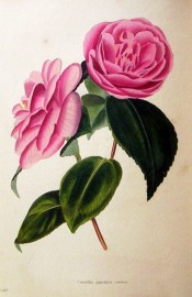 Figured is a deep rose-coloured camellia with about 6 rows of rounded petals.  Loddiges Botanical Cabinet no.455, 1820.