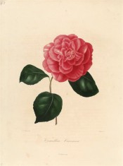 Figured is a camellia with an informal double flower of bright scarlet with rounded petals.  Berlèse v.1 pl.44/1841.