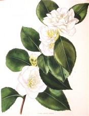 Figured is a camellia with an informal double white flower with prominent stamens.  Loddiges Botanical Cabinet no.1836, 1832.