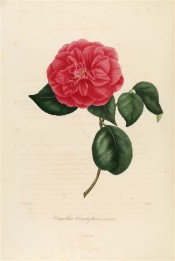 Figured is a camellia with double, cherry red flowers.  Berlèse vol.1 pl.53/1841.