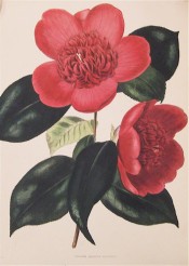 Figured is a camellia resembling anemoneflora but more open in the centre.  Loddiges Botanical Cabinet no.1475, 1830.