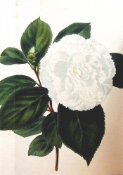 Illustrated is a pure white, double camellia the edges of the petals frilled.  Loddiges Botanical Cabinet no.1103, 1826.