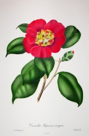 Illustrated is a camellia with cherry-red flowers, the inner petals small and jumbled.  Chandler pl.31, 1831.