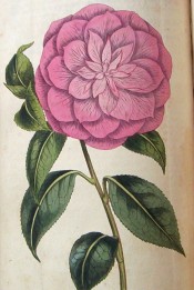 Figured is a very double, deep rose-coloured camellia with Myrtle-shaped leaves.  Curtis's Botanical Magazine t.1670, 1814.