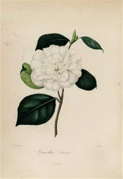 Figured is a pure white, very double camellia with a few stamens in the centre.  Berlèse Iconographie vol 1 pl.45, 1841.