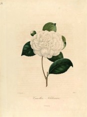 Figured is a pure white, double camellia, the inner petals small and jumbled.  Berlèse Iconographie vol.1 pl.31, 1841.