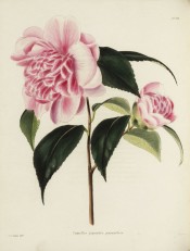Figured is a pale rose-pink camellia with large outer petals and jumbled centre.  Loddiges Botanical Cabinet no.238, 1818.