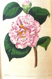 Figured is a camellia of delicate blush colour, striped and spotted with pale rose.  Botanical Register f.1267, 1829.