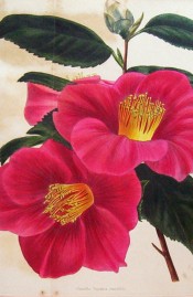 Figured is a camellia with single red flowers and a large central bunch of stamens.  Loddiges Botanical Cabinet no.1112, 1826.