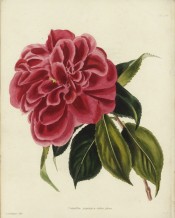 Shown is a camellia, crimson-red in colour, similar to flowers of a double Hibiscus.  Loddiges Botanical Cabinet no.397, 1819.