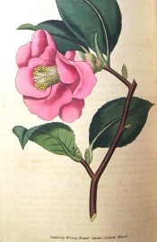 Figured is a single camellia with dark red flowers and prominent stamens.  Curtis's Botanical Magazine t.42, 1788.