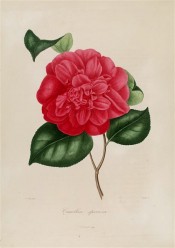 Figured is a bright red camellia with a very double flower.  Berlèse Iconographie vol.1 pl.57, 1841.