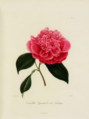 Figured is a very double deep pink camellia, the central petals bunched.  Berlèse Iconographie vol.III pl.210, 1843.