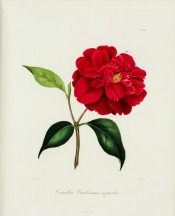 Shown is a dark orange-red, double camellia, the irregular petals notched at the apex. Berl?se Iconographie vol.II pl.126, 1841.