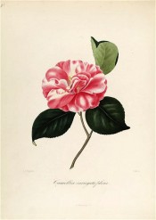Figured is a dark rose red double camellia, petals irregularly blotched with white.  Berl?se Iconographie vol.1 pl.20, 1841.