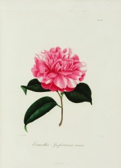 Figured is a very double pink camellia, the petals shading white.  Berlèse Iconographie vol.III pl.203, 1843.