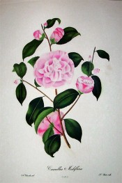 Illustrated is a camellia with small pink, peony form flowers.  Chandler pl.2, 1831.