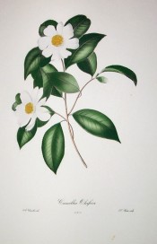 Depicted is a camellia with single white flowers, the centre filled with yellow stamens.  Chandler pl.3, 1831.