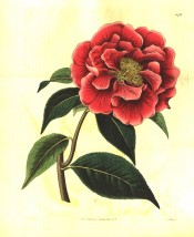 Figured is a camellia with large, semi-double, carmine rose-red flowers with central stamens.  Botanical Register f.1078, 1827.