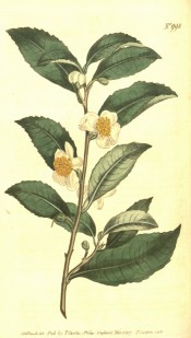 Figured is a small camellia with pointed leaves and small, nodding white flowers.  Curtis's Botanical Magazine t.998, 1807.