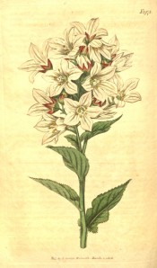 Figured are toothed leaves and upright, whitish flowers with red bracts.  Curtis's Botanical Magazine t.1973, 1818.