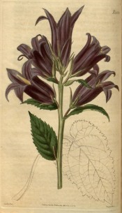 Shown is an upright herb with toothed leaves and large purple bell-shaped flowers.  Curtis's Botanical Magazine t.2553, 1825.