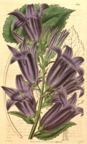 Depicted is a flowering spike with large, upright  purple bell-shaped flowers.  Curtis's Botanical Magazine t.3347, 1834.