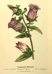 Figured is an upright herb with toothed, lance-shaped leaves and bell-shaped pink flowers.  Flore Colori?e de Poche p.68, 1902.