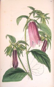 Figured are toothed leaves and nodding, purplish-pink bell-shaped flowers.  Botanical Register f.65, 1846.