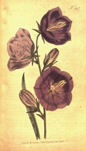 The plant illustrated has large cup-shaped, purple flowers.  Curtis's Botanical Magazine t.397, 1798.