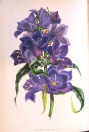 The plant illustrated has large cup-shaped, purple flowers and narrow leaves.  Paxton's Magazine of Botany p.31, 1843.