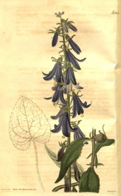 Shown is an upright herb with lance-shaped leaves and bell-shaped blue flowers.  Curtis's Botanical Magazine t.2632, 1826.