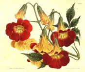 Figured is a twining climber with pinnate leaves and red and yellow trumpet flowers.  Curtis's Botanical Magazine t.1398, 1811.