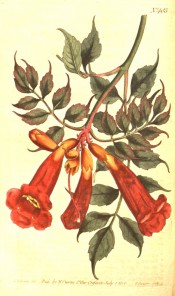 Figured is a climber with pinnate leaves and narrowly-trumpet-shaped red flowers.  Curtis's Botanical Magazine t.485, 1800.