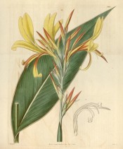 The image shows a lance-shaped leaf and pale yellow flowers tinged with red in bud.  Curtis's Botanical Magazine t.3437, 1835.