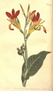 The image depicts flowering stem, leaves and seed pods, the flowers red and yellow.  Curtis's Botanical Magazine t.454, 1799.