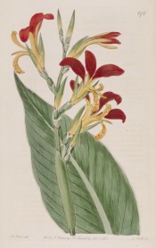 The image depicts a flowering stem with leaves, the flowers red and pale yellow.  Botanical Register f.576, 1821..