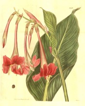 The image shows a lance-shaped leaf and red, pendant, tubular flowers.  Curtis's Botanical Magazine t.1968, 1815.