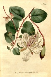 Illustrated are roundish, leathery leaves, white flowers, unopened buds and seed pods.  Curtis's Botanical Magazine t.291, 1795.