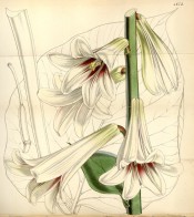 Shown are white, trumpet-shaped flowers, throat flushed red, and an outline of a leaf. Curtis's Botanical Magazine t.4673, 1852.