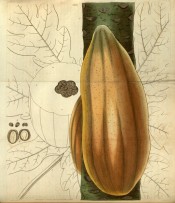 Illustrated is a ripe, orange Papaya fruit growing on the tree stem.  Curtis's Botanical Magazine t.2899, 1829.