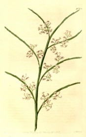 Illustrated are flattened stems and short, crowded racemes of tiny, pea-like lilac flowers.  Botanical Register f.912, 1825.
