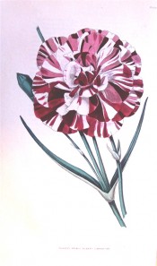 The image shows a double carnation with white ground colour, strongly streaked with crimson.  British Florist pl.19, 1841.