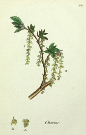 Figured is a flowering shoot with emerging leaves and pendant yellow-green catkins.  Flora Parisiensis vol.6, pl.567, 1783.